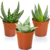 Aloe Vera Mix - 3 Plants - House / Office Live Indoor Pot Plant - Ideal Gift