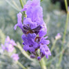 T&M English Blue Lavender Garden Hardy Patio Evergreen Flower Plants Jumbo Plugs
