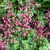 Heucherella Tapestry - Evergreen Outdoor Border Perennial | 10-20cm (incl. Pot)