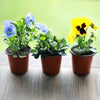 200pcs 9cm Plant Pots Terracotta Plastic Tall Deep Full Size Flower Pot 3.5" Pot