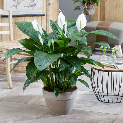 Spathiphyllum 'Peace Lily' House Plant - Live Indoor House Potted Tree In 9cm
