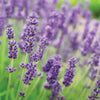 T&M English Blue Lavender Garden Hardy Patio Evergreen Flower Plants Jumbo Plugs