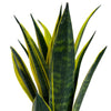 Sansevieria Golden Flame - Snake Plant | Best Indoor Plants | 30-40cm with Pot