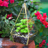 Tabletop Geometric Terrarium Glass Box Pot Plant Planter Succulent Moss Holder