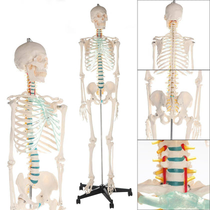 Human skeleton anatomical model Life Size 181cm medical + poster + bonnet new