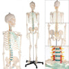 Human skeleton anatomical model Life Size 181cm medical + poster + bonnet new