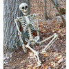 Large Poseable Full Life Size Human Skeleton 165cm Halloween Horror Deocration