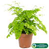 Adiantum raddianum Maidenhair Fern - Decorative Indoor House Plant In 12cm Pot
