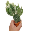 Opuntia microdasys Albispina Indoor Cactus Houseplant 6.5cm Potted Cacti Plant