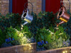 Solar Watering Can 48 String Light Up For Garden/Outdoor Decor Ornament BRONZE