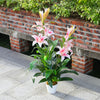 Artificial Potted Tree Palm/Bamboo/Flower Indoor Outdoor Realistic Plant Decor