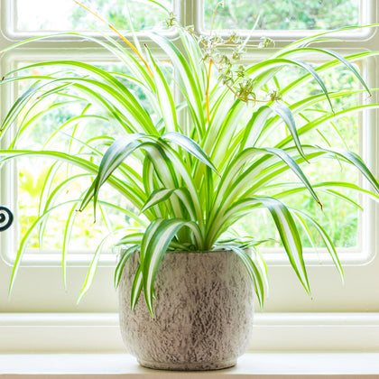 Chlorophytum Variegatum - Spider Plant | Best Indoor Plants | 20-30cm with Pot