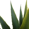 Artificial Tequila Succulent Plant 85cm Height in Pot Home Office NEW Decorative