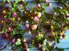 2 m 20LED Artificial Rose Fairy String Lights Christmas Wedding Party Home Decor