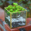 Tabletop Geometric Terrarium Glass Box Pot Plant Planter Succulent Moss Holder