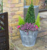 Round 41cm Covent Garden Mulberry Tree Galvanised Zinc Metal Plant Planter Pot