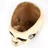 Skull Pen Pot Succulent Plant Stand Makeup Brushes Holder Festive Gothic Art DIY
