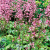 Heucherella Tapestry - Evergreen Outdoor Border Perennial | 10-20cm (incl. Pot)