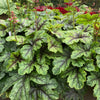 Heucherella Tapestry - Evergreen Outdoor Border Perennial | 10-20cm (incl. Pot)