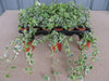 6 x Hedera Mixed Indoor/Outdoor Trailing Variegated/Green Ivy 8cm Pots
