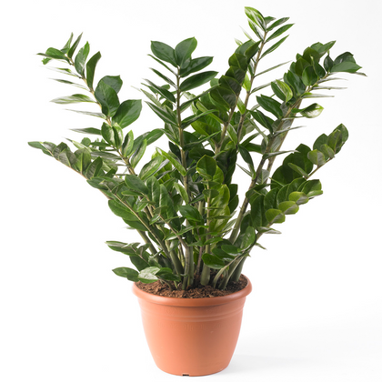 Zamioculca Zamiifolia Houseplant - Premium Indoor Potted House Plant In 13cm