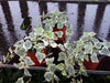 6 x Hedera Mixed Indoor/Outdoor Trailing Variegated/Green Ivy 8cm Pots