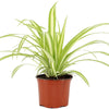 Chlorophytum Variegatum - Spider Plant | Best Indoor Plants | 20-30cm with Pot