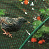 2m X 10m Anti Bird Pond Netting Net Plants Veg Fruit Protection Garden Fine Mesh