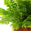 Potted Nephrolepis Boston Fern Indoor Decorative House Gift Plant