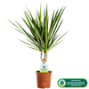 Tropical Dragon Tree "Draceana Marginata" Indoor Houseplant Supplied in 13cm Pot