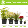 1 x Chlorophytum Variegatum | Evergreen Indoor 20-30cm Potted Spider Plant