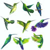 X9 Hummingbirds Birds Vinyl Stickers Colourful Room Wall - Decals z138