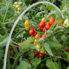 Galvanized Steel Greenhouse Plant Hoop Garden Tunnel Hoop with Netting Clips