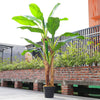 180cm Realistic Banana Tree Artificial Potted Exotic Tropical Plant Home Garden