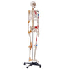 Human Skeleton Model Anatomical Skeleton Life Size with Muscle Points