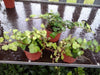 6 x Hedera Mixed Indoor/Outdoor Trailing Variegated/Green Ivy 8cm Pots