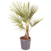 Hardy Fan Palm tree Trachycarpus 60-70cm (inc pot) with trunk