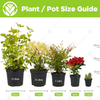 Coffea Arabica Plant - Premium 'Coffee' Decorative Indoor Houseplant 13cm Potted