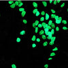 200pcs Glow in the Dark Pebbles Stone Garden Walkway Aquarium Fish Tank Ornament