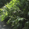 Hardy Fan Palm tree Trachycarpus 60-70cm (inc pot) with trunk
