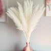 15/50PCS Natural Dried Pampas Grass Reed Rabbit Tail Grass Flower Bunch Decor UK