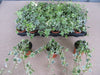 6 x Hedera Mixed Indoor/Outdoor Trailing Variegated/Green Ivy 8cm Pots