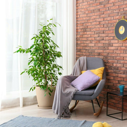 T&M Ficus Benjamina Indoor House Plants Evergreen Tender Shrub Weeping Fig 12cm