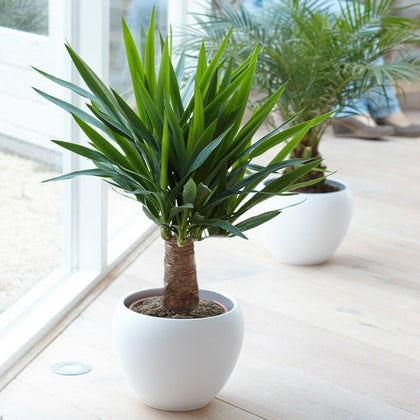 Yucca Elephantipes Plant - Live Premium Evergreen Indoor Houseplant In 12cm Pot