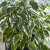 T&M Ficus Benjamina Indoor House Plants Evergreen Tender Shrub Weeping Fig 12cm
