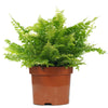 Potted Nephrolepis Boston Fern Indoor Decorative House Gift Plant