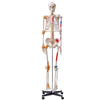 Human Skeleton Model Anatomical Skeleton Life Size with Muscle Points