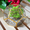 Geometric Succulent Bonsai Pot Planter Box Terrarium Micro Landscape Container