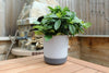 Satina Duo Plant Pots With Saucers Garden Flower Planters Indoor Stand Flowerpot