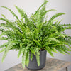 Potted Nephrolepis Boston Fern Indoor Decorative House Gift Plant